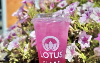 Featured Lotus Energy Drinks